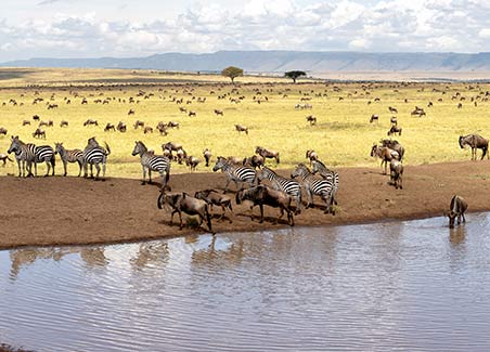 Masai Mara Migration Safari