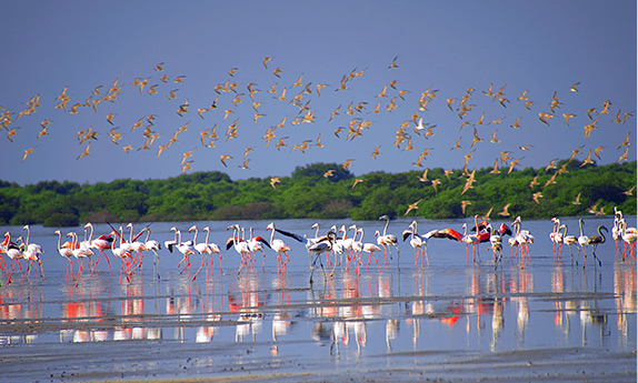  beautiful feature of Ajman's