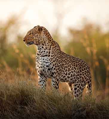 Kenya Tours