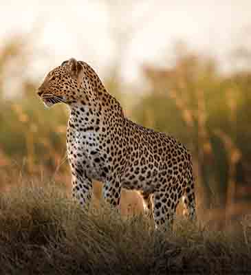 Kruger Region