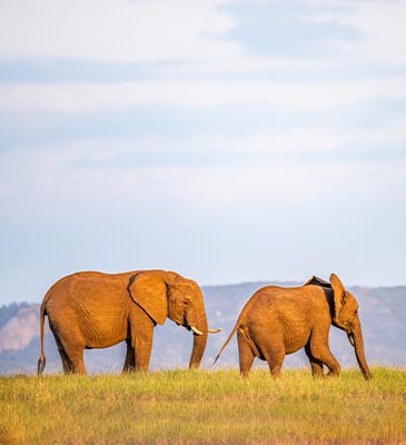 Laikipia