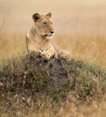 Masai Mara