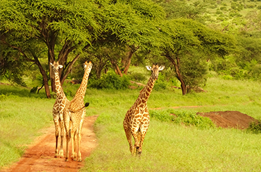 Kenya Tours