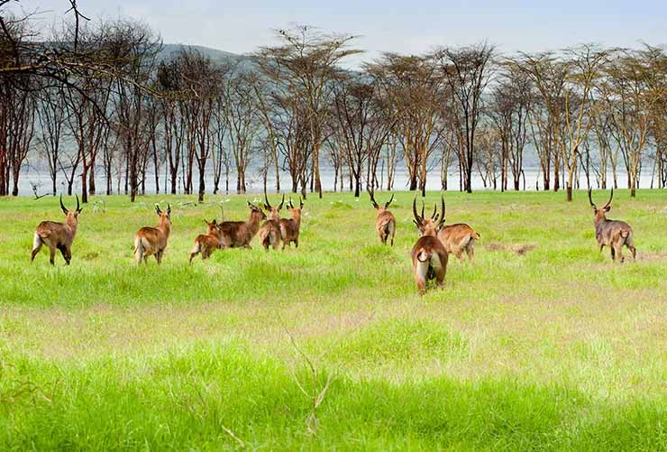Serengeti