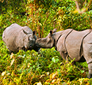 Kaziranga