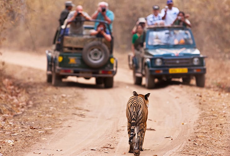 Ranthambore