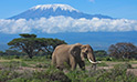 Amboseli