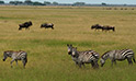 Masai Mara