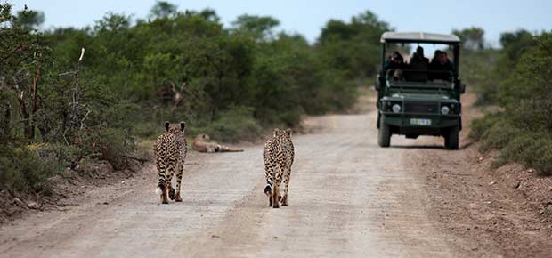 Safari