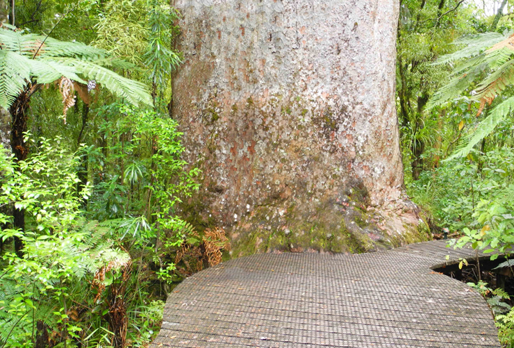 Waipoua