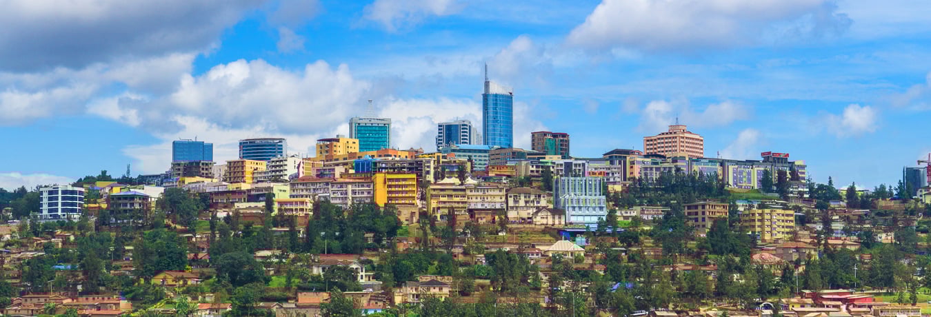 Gorillas Through The Mist