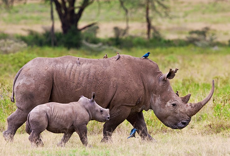 Ngorongoro Crater