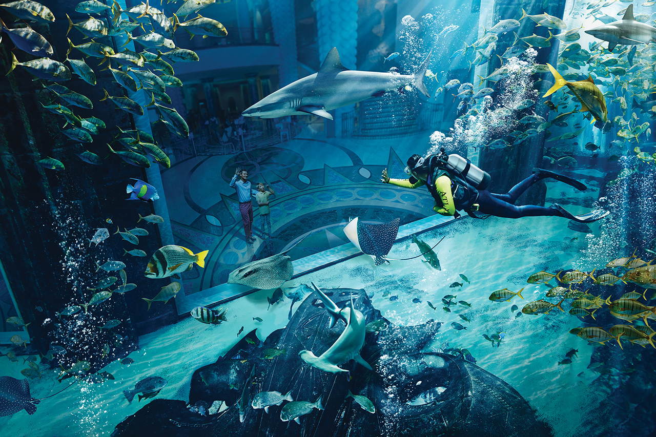 Marine Animal Adventures