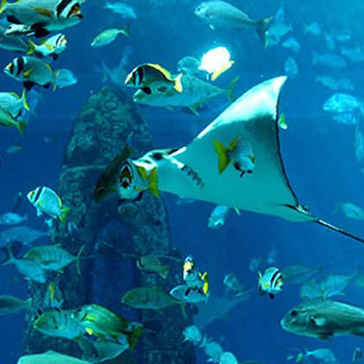 The Lost Chambers Aquarium